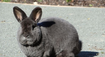 Jak chovat vídeňské modré králíky?